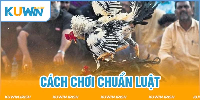 Cách chơi đá gà ăn tiền lý tưởng